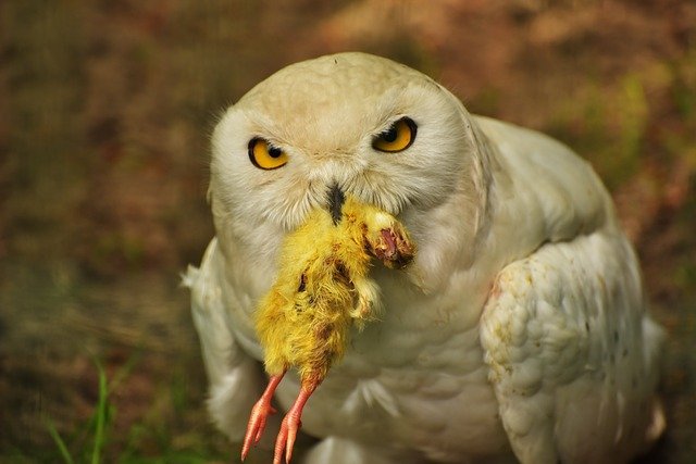 owl eating food