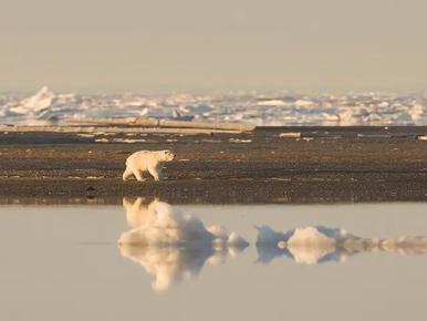 where do polar bears live map