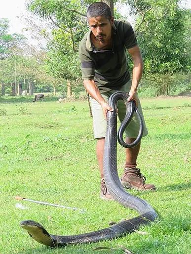 largest king cobra ever