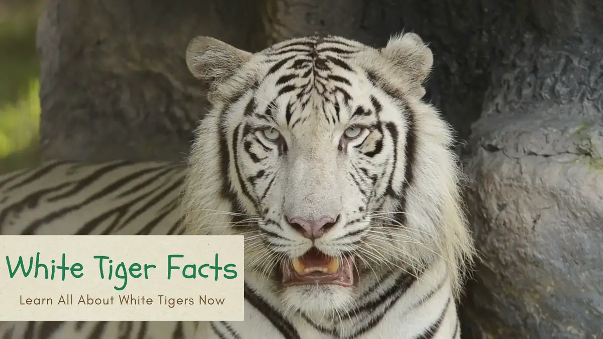 25 Surprising White Tiger Facts For Kids (2024) - Milwaukee with Kids