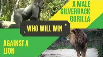 gorilla fight lion