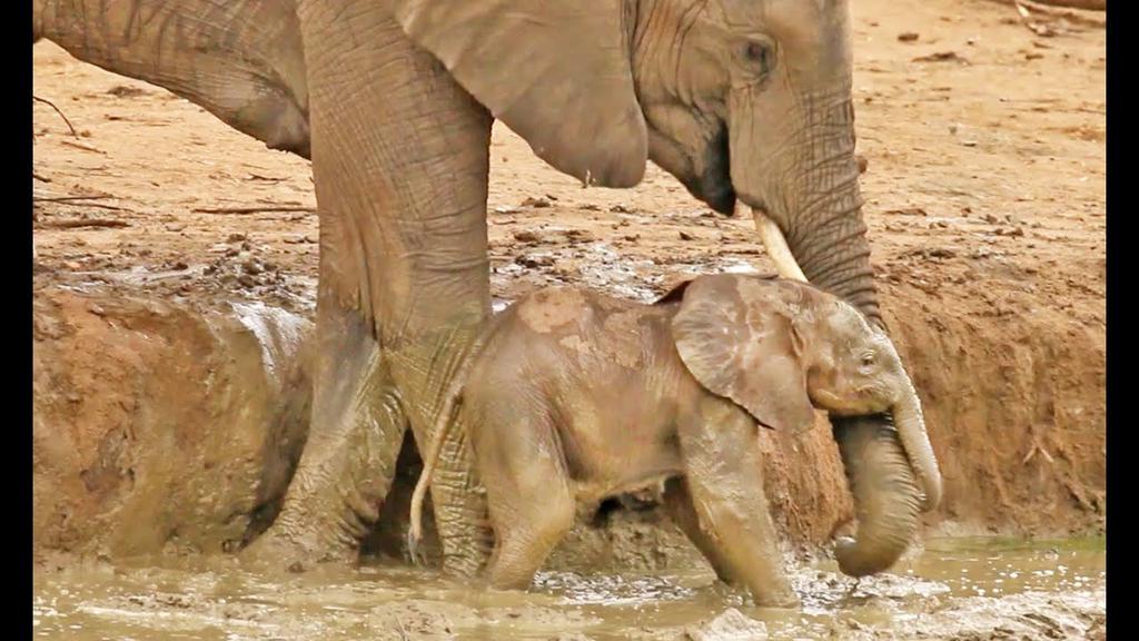 'Video thumbnail for Elephant Herd Helps Rescue a Baby That's Stuck in a Waterhole'