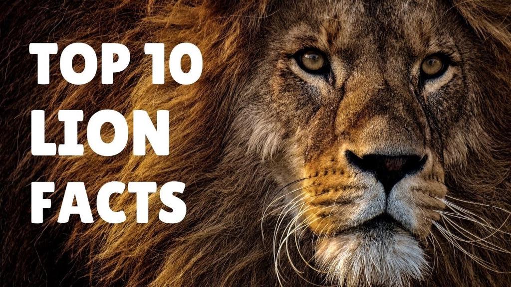 'Video thumbnail for Lion Facts - Lion Documentary'