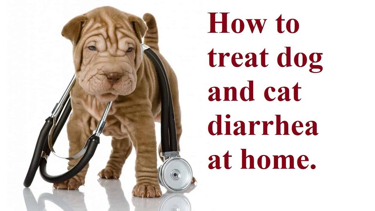 'Video thumbnail for Ask Amy Shojai: Home Remedies & How To Treat Dog & Cat Diarrhea'