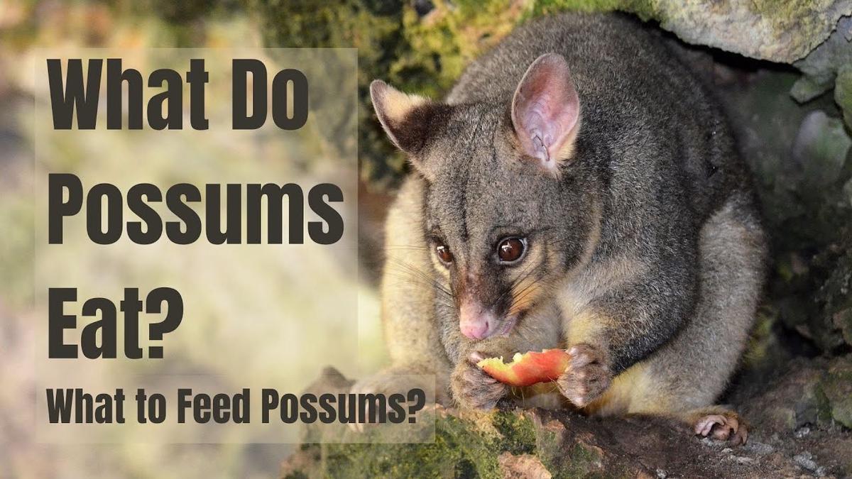 'Video thumbnail for What do possums eat - What to feed possums - Possums Diet'
