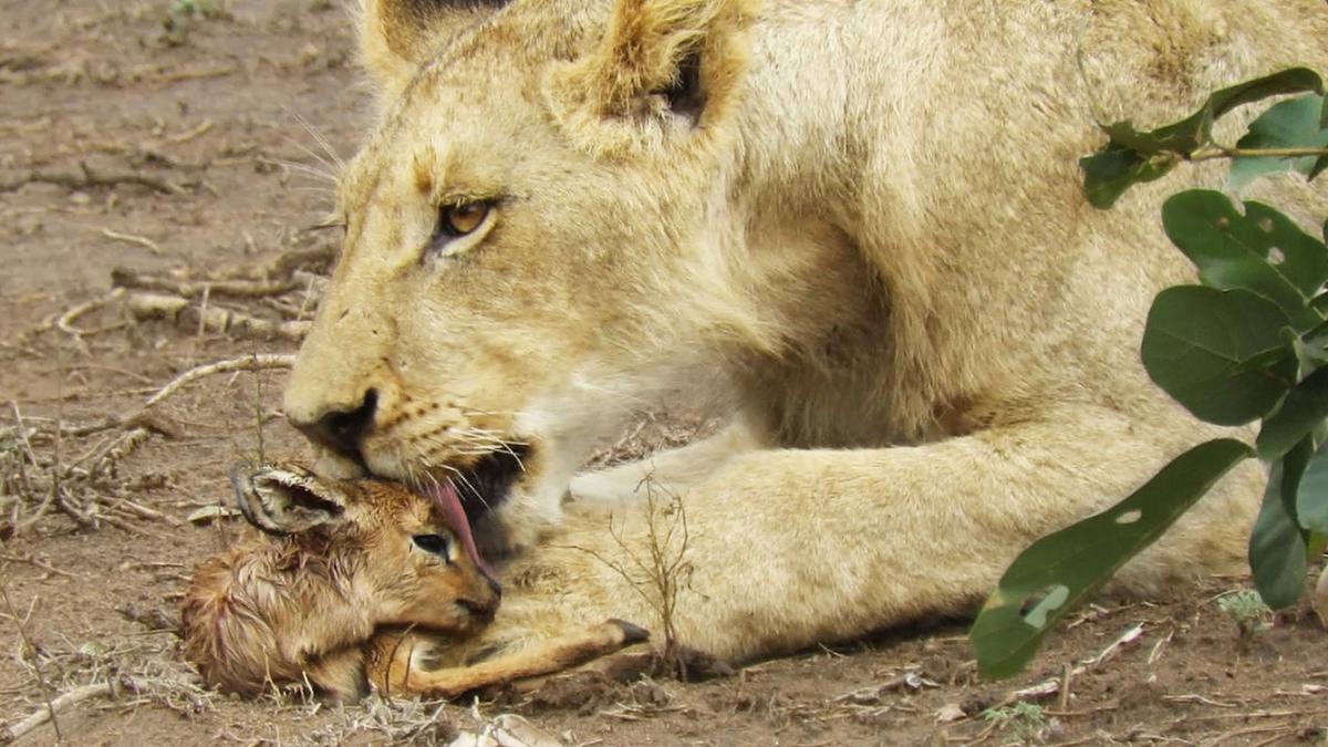 'Video thumbnail for When the Lion Lies Down with the Lamb'