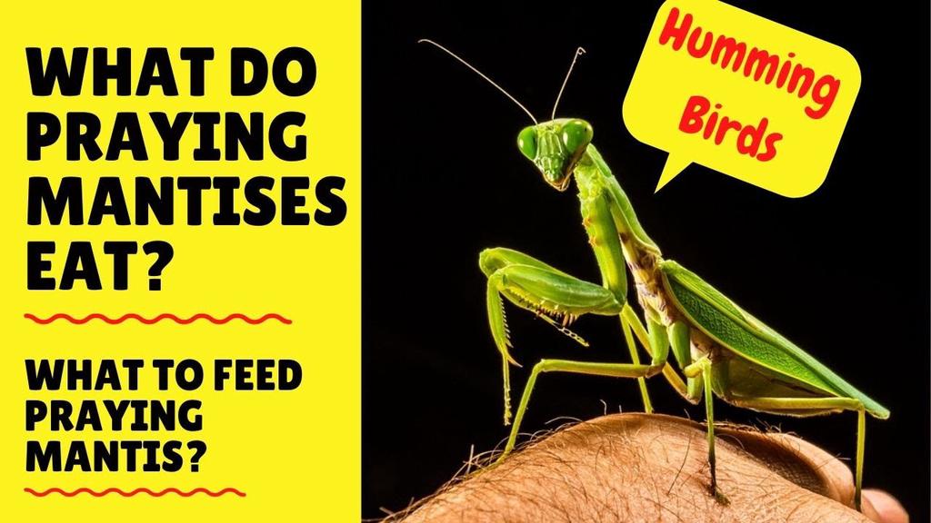 'Video thumbnail for What do praying mantis eat - Praying Mantis Diet - Feeding Praying Mantis'