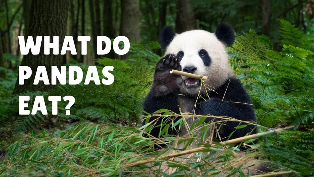 'Video thumbnail for What do Pandas Eat - In the Wild and In Captivity - Pandas Diet'
