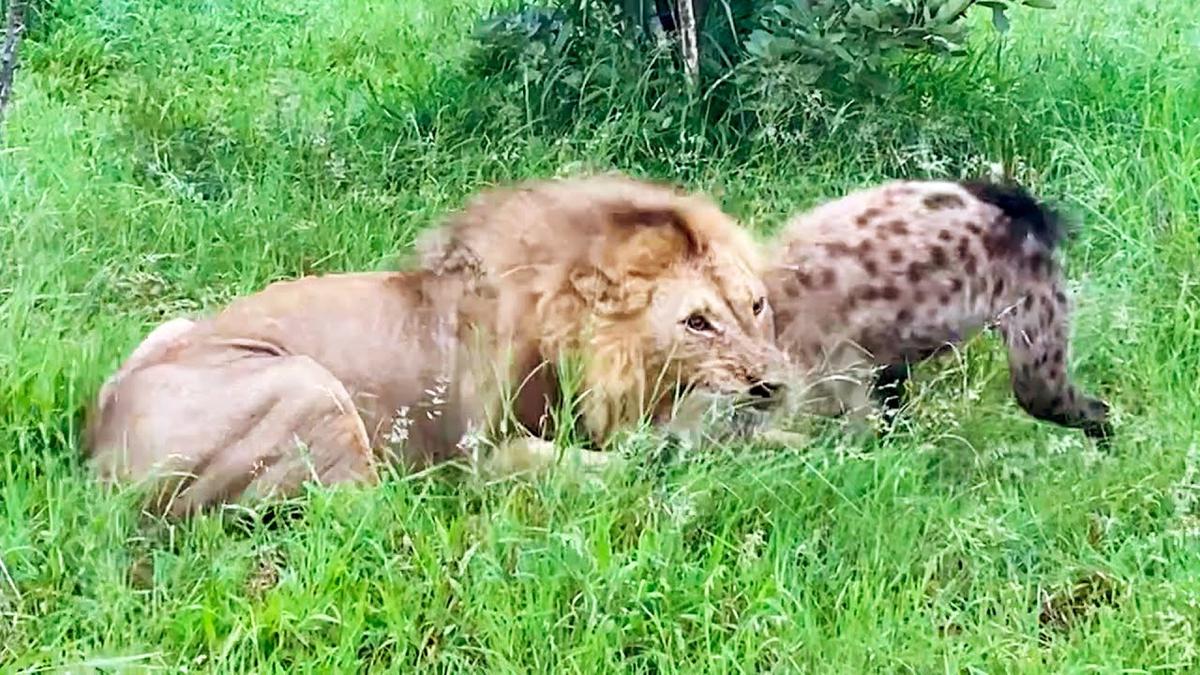 'Video thumbnail for HYENA IN LION'S GRIP DEFIES ODDS'
