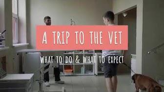 'Video thumbnail for What to expect during a trip to the vet'