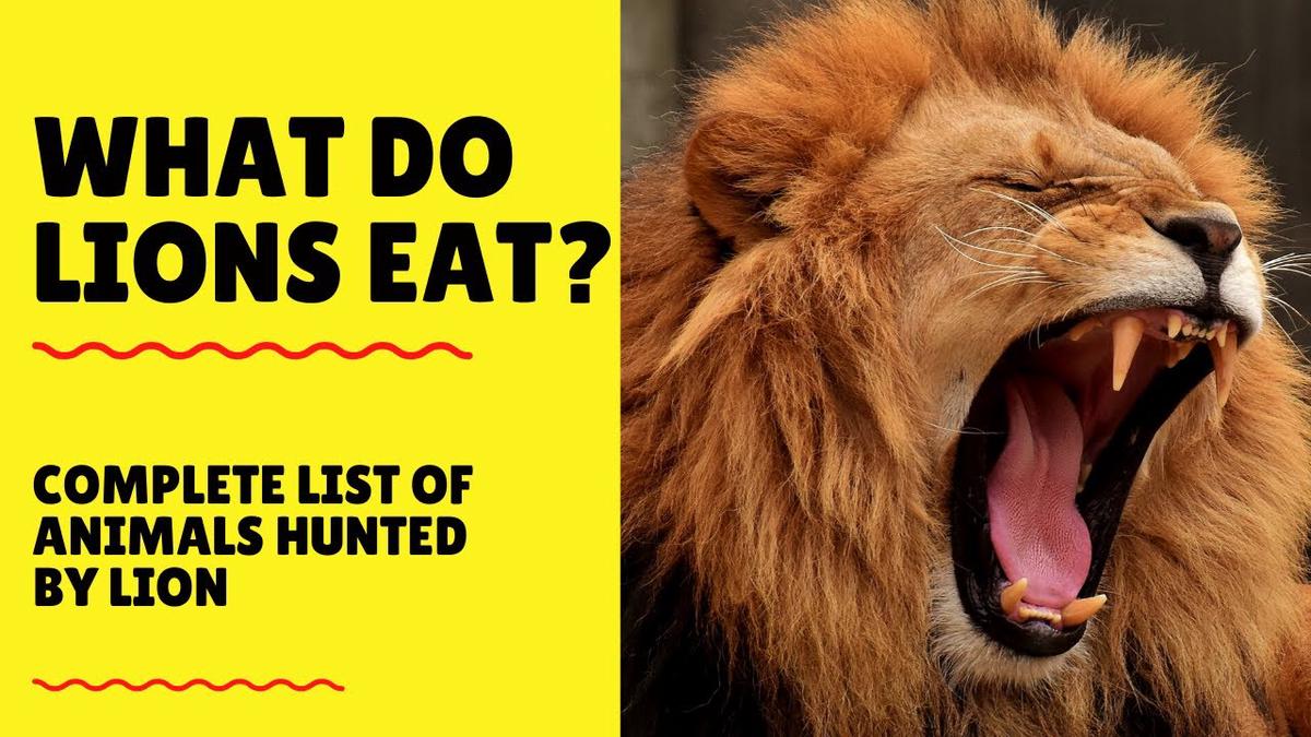 'Video thumbnail for What Do Lions Eat  In The Wild & In Captivity - Lions Diet'