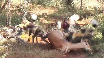 'Video thumbnail for Wild Dogs Eat Impala Alive'