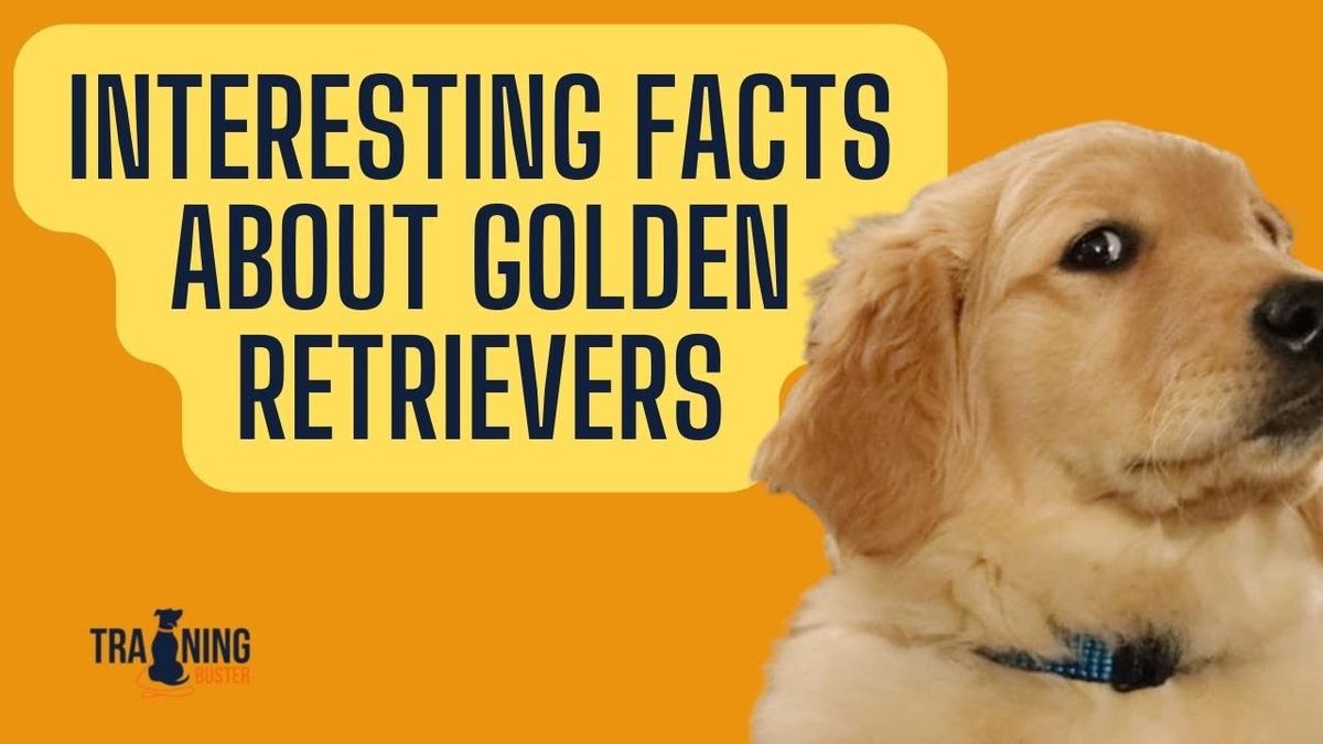 'Video thumbnail for Interesting facts about Golden Retrievers - MUST SEE!!!'