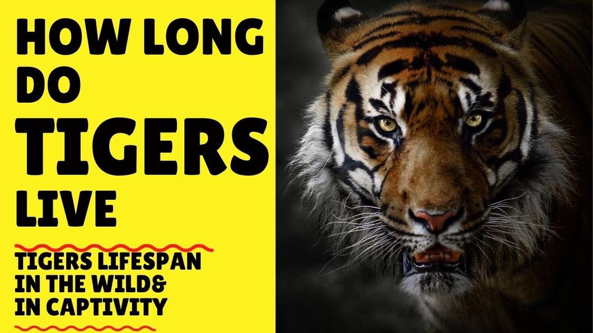 'Video thumbnail for How Long Do Tigers Live - Tigers Lifespan'