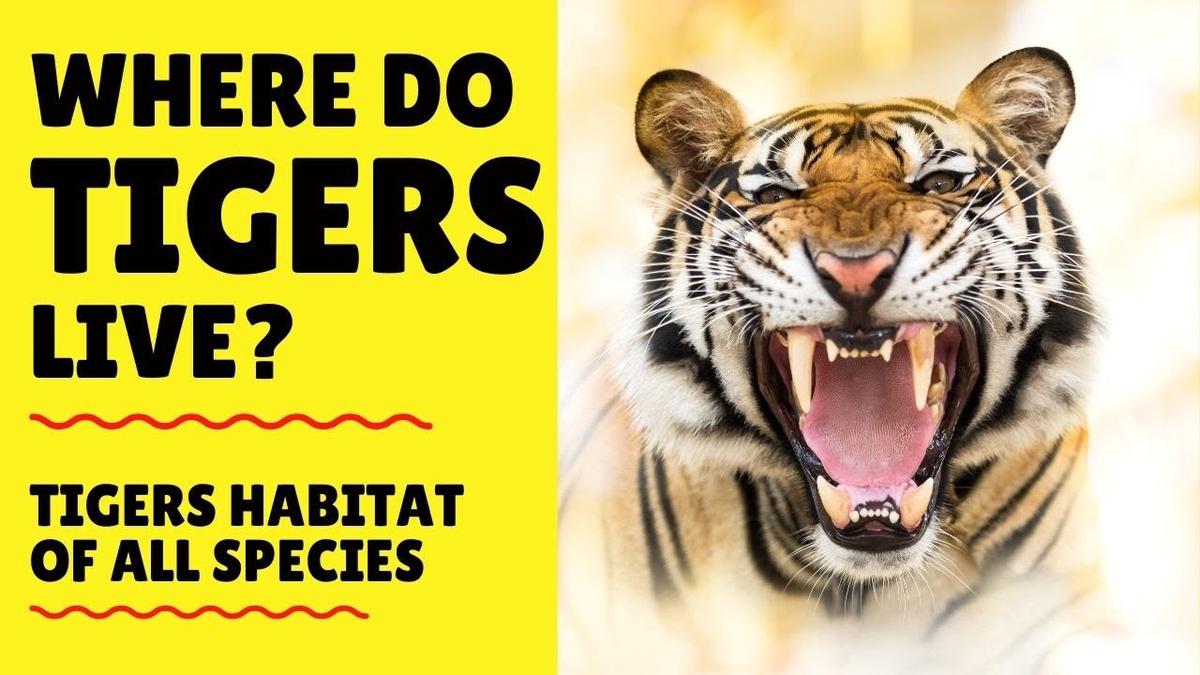 'Video thumbnail for Where do Tigers Live - Tigers Habitat - Where are Tigers Found'