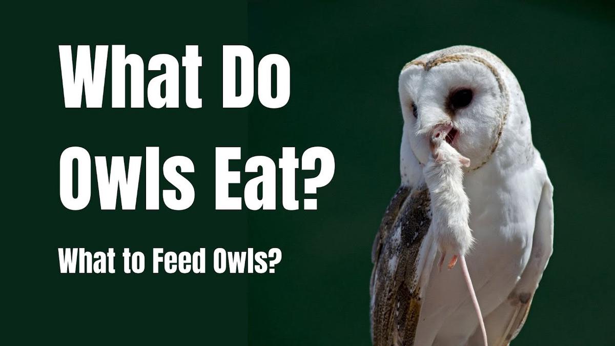 'Video thumbnail for What do Owls Eat - What to Feed Owls - Owls Diet'