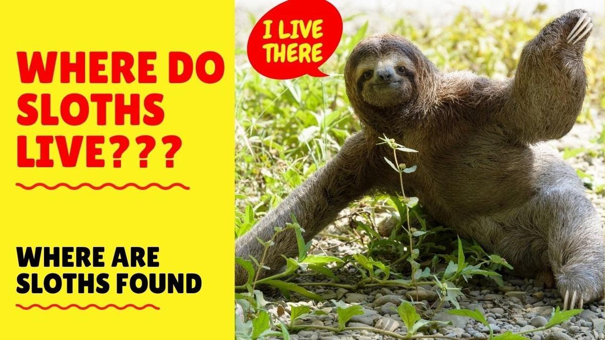 'Video thumbnail for Where Do Sloths Live? Sloth Habitat - Where Are Sloths Found?'