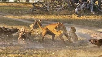 'Video thumbnail for Lioness Takes a Beating by Wild Dogs to Save Her Cub'