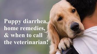 'Video thumbnail for Ask Amy Shojai: Puppy Diarrhea, Home Remedies, & When to Call the Vet!'