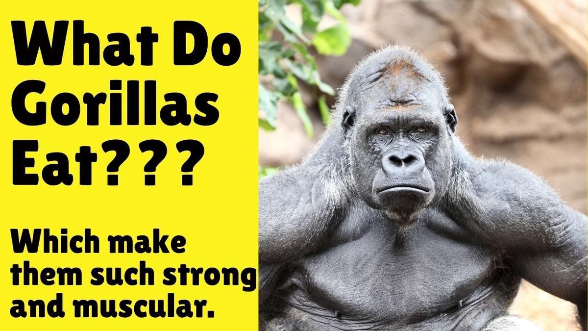 'Video thumbnail for What Do Gorillas Eat - Gorilla Diet'