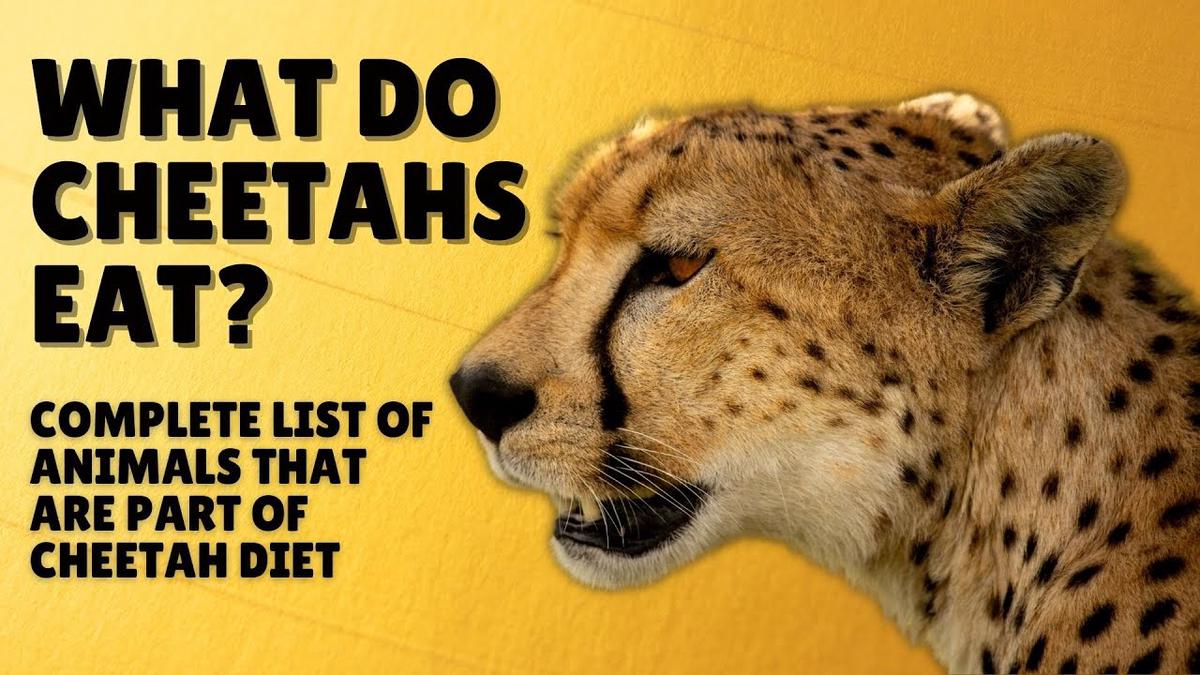 'Video thumbnail for What Do Cheetahs Eat - Cheetah Diet - Cheetah Prey Animals'