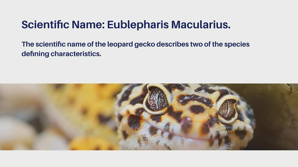 'Video thumbnail for Leopard Gecko Facts'