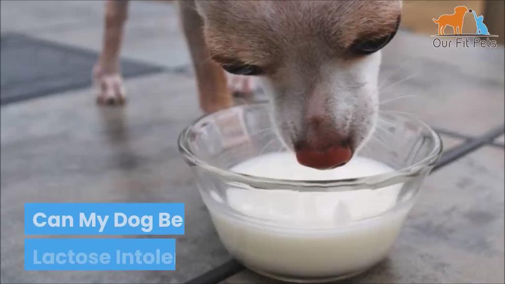 'Video thumbnail for Can My Dog Be Lactose Intolerant?'