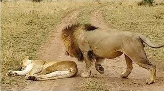'Video thumbnail for How Not to Wake Up a Lioness!'