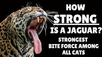 'Video thumbnail for How Strong is a Jaguar - Jaguar Strength - Jaguar Bite Strength'