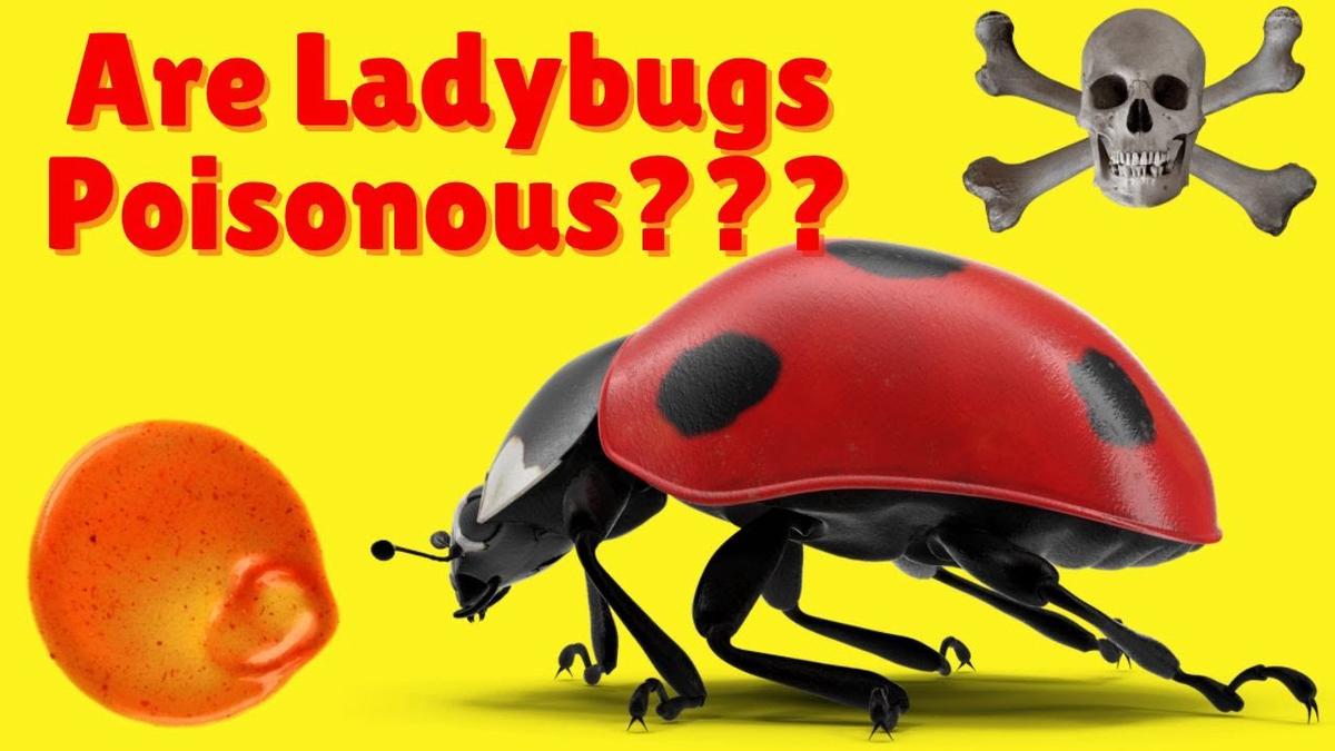 'Video thumbnail for Are Ladybugs Poisonous - Do Ladybugs Bite - How to Get Rid of Ladybugs'