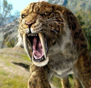 How Big was a Saber Tooth Tiger - Saber Tooth Tiger Size