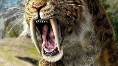 Saber Tooth Tiger - Learn All About Saber Tooth Tiger Now