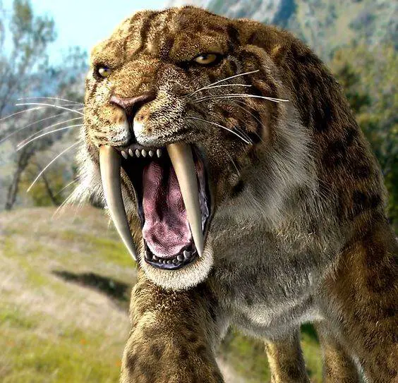 what is a saber tooth tiger