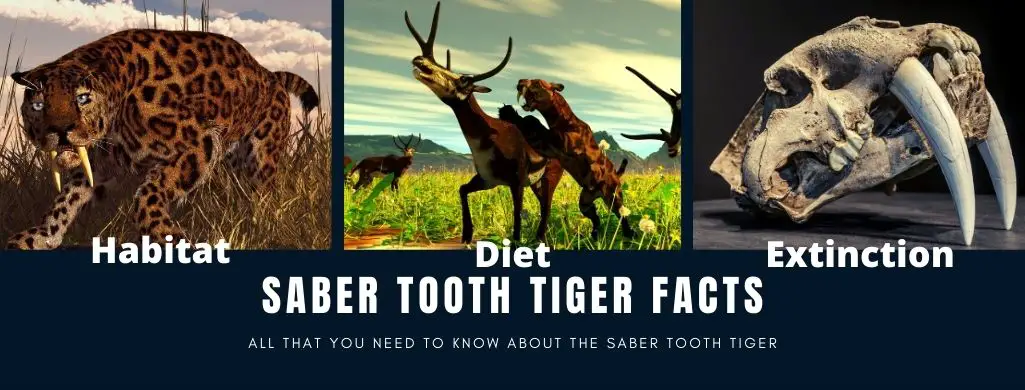 saber-tooth-tiger-facts-for-kids-best-for-school-research-projects