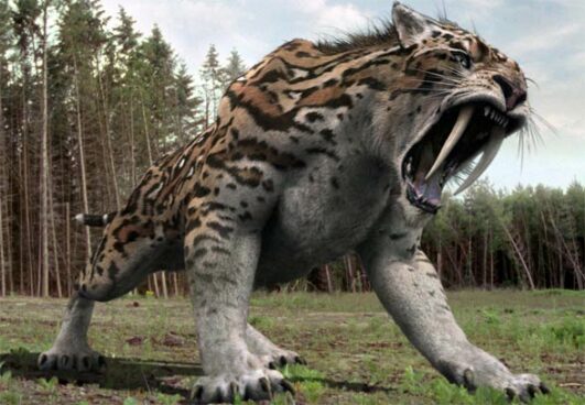 saber-tooth-tiger-facts-for-kids-best-for-school-research-projects