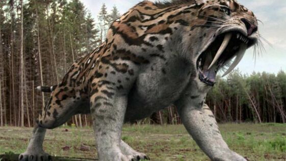 saber-tooth-tiger-habitat-where-did-the-saber-tooth-tiger-live