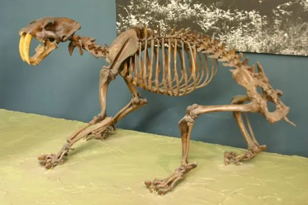 Smilodon Fossil