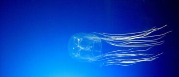 box jellyfish facts for kids - 1