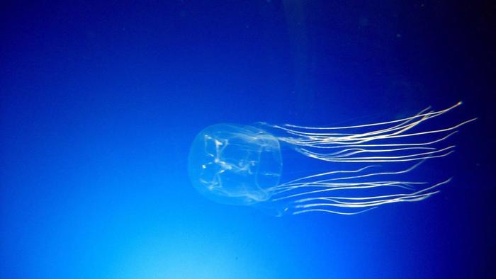 box jellyfish facts for kids - 1