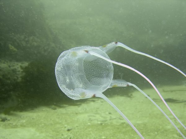 box jellyfish facts for kids