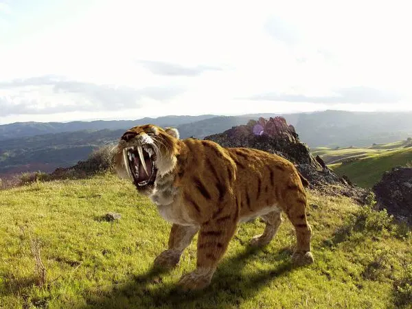 saber tooth tiger habitat
