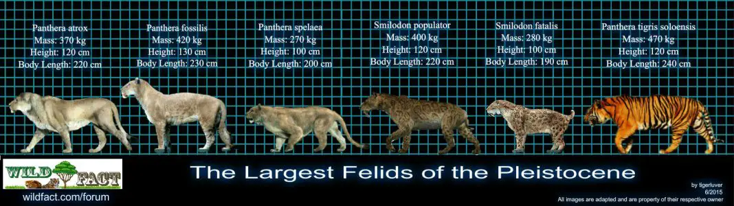 how-big-was-a-saber-tooth-tiger-saber-tooth-tiger-size