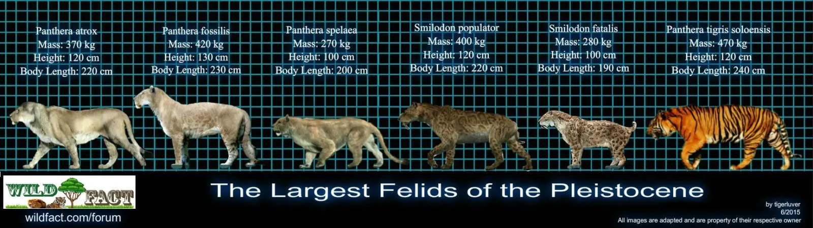 saber tooth tiger size comparison