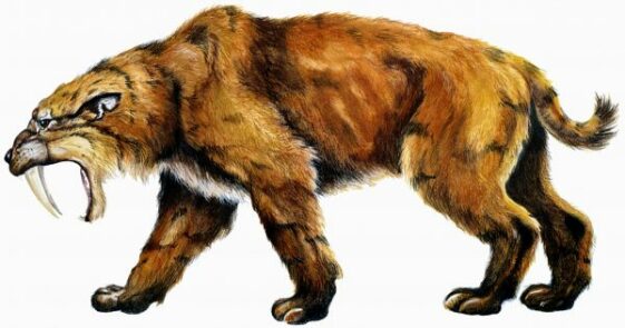 What does a Saber Tooth Tiger Look Like - Saber Tooth Tiger Appearance