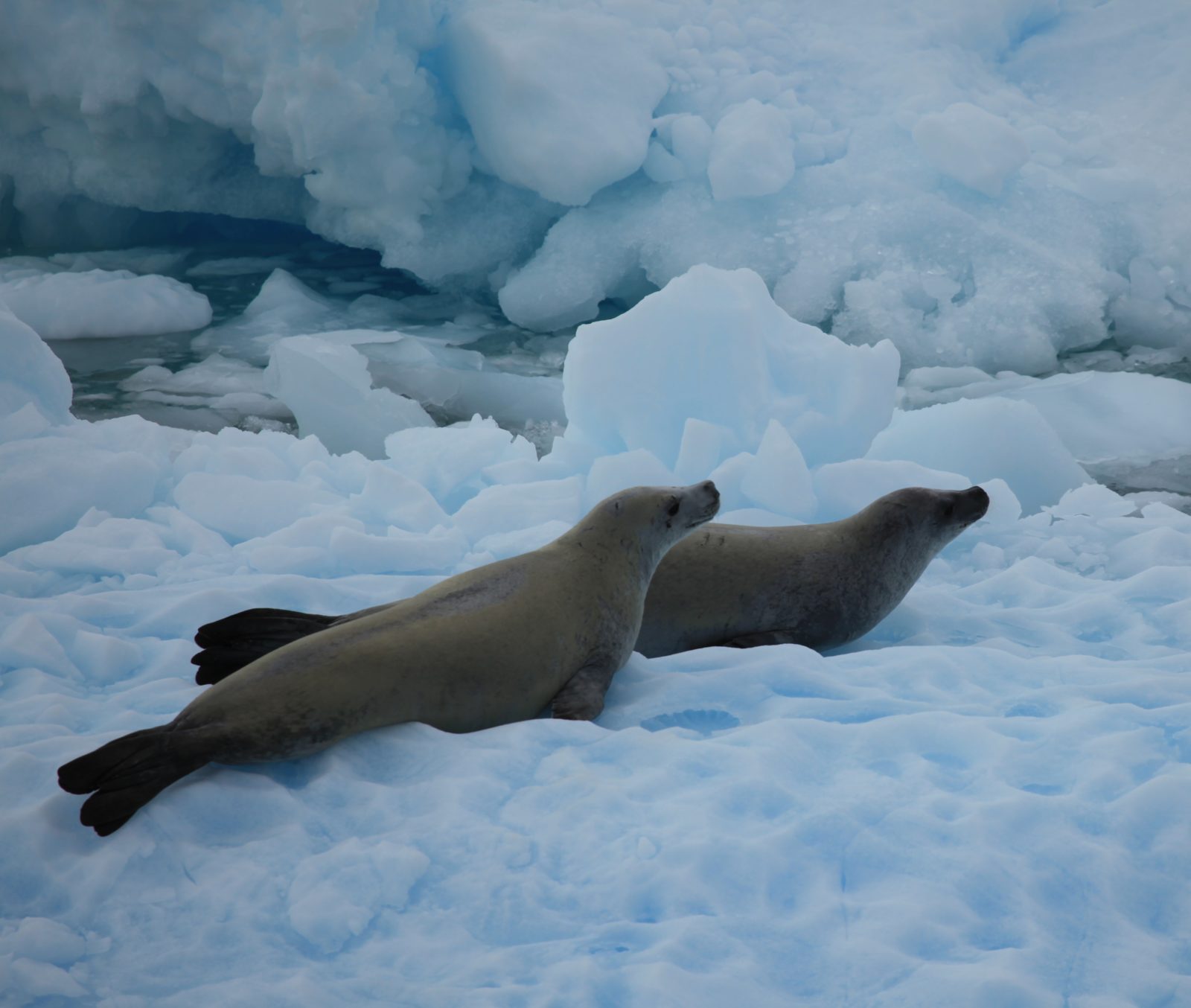 Crabeater Seals in the Lemaire Channel, Antarctica