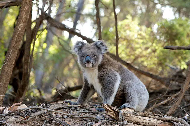 Koala Australian animals