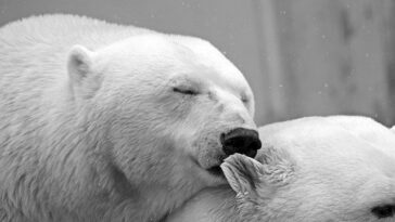 Polar bear facts for kids