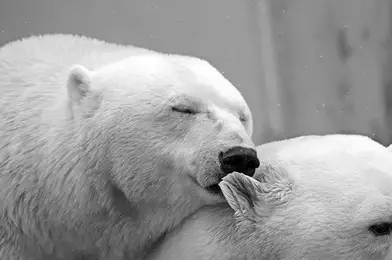 Polar Bears Homework Help