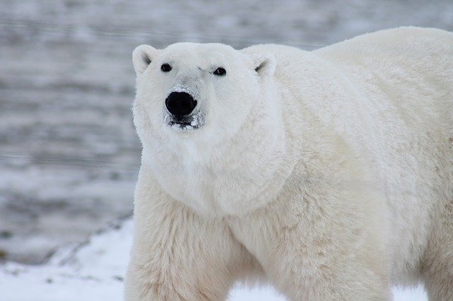 polar-bear-facts-for-kids-learn-all-about-polar-bears