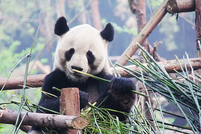 What do pandas eat
